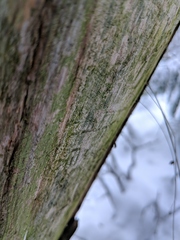 Chaenotheca laevigata