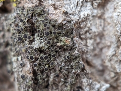 Rinodina