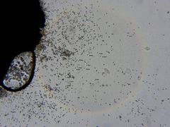 Chaenotheca laevigata