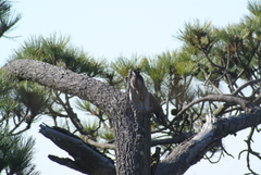 Dryobates stricklandi