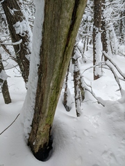 Chaenotheca laevigata