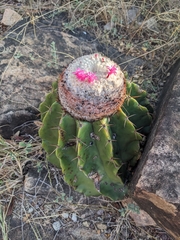 Melocactus schatzlii