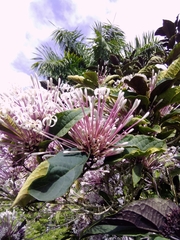 Clerodendrum quadriloculare