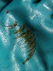 Hymenophyllum lanceolatum