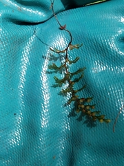 Hymenophyllum lanceolatum