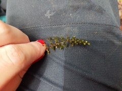 Hymenophyllum lanceolatum