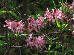 Rhododendron prinophyllum