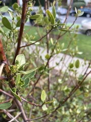 Rhamnus alaternus