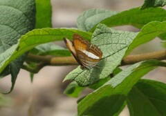 Adelpha cytherea