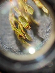 Hymenophyllum lanceolatum