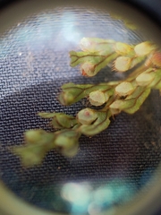 Hymenophyllum lanceolatum