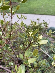 Rhamnus alaternus