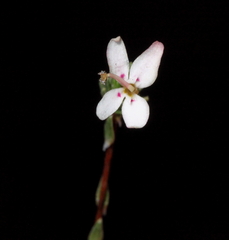 Stylidium repens