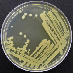 Bacillus megaterium