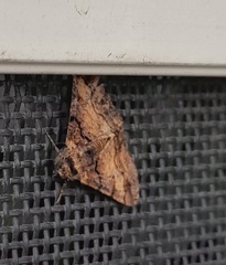 Gastrinodes bitaeniaria