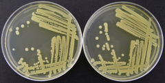Bacillus megaterium