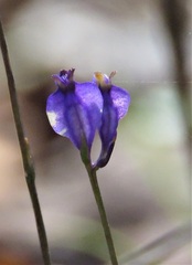 Burmannia biflora