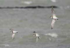 Charadrius falklandicus