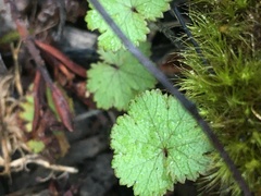 Hydrocotyle moschata