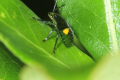 Glaucias amyoti