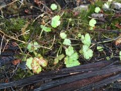 Hydrocotyle moschata