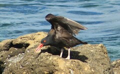 Haematopus ater