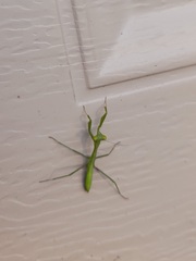 Pseudomantis albofimbriata