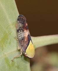 Brunotartessus fulvus