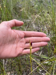 Cryptostylis hunteriana