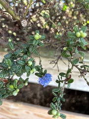 Ceanothus foliosus