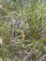 Cryptostylis hunteriana