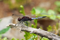 Erythrodiplax melanorubra