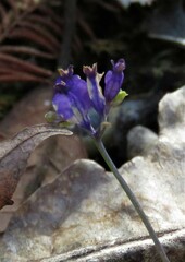 Burmannia biflora