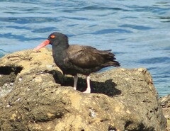 Haematopus ater