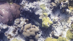 Gymnothorax moringa