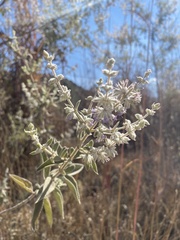 Hyptis oblongifolia