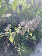 Hyptis oblongifolia