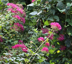 Pentas lanceolata