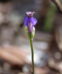 Burmannia biflora