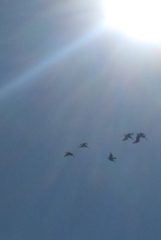 Pelecanus occidentalis