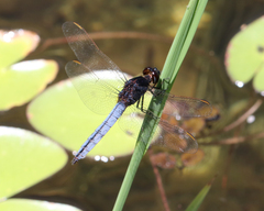 Crocothemis nigrifrons