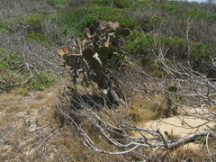 Opuntia arechavaletae