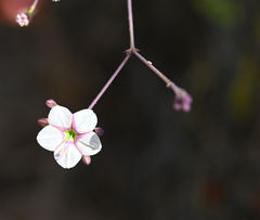 Commicarpus brandegeei