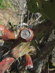 Opuntia arechavaletae