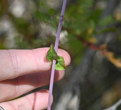 Commicarpus brandegeei
