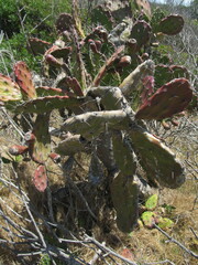 Opuntia arechavaletae