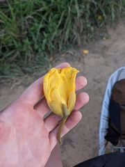 Cochlospermum vitifolium