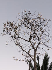 Cochlospermum vitifolium