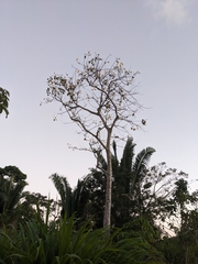 Cochlospermum vitifolium