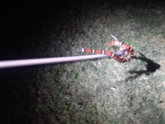 Lampropeltis annulata